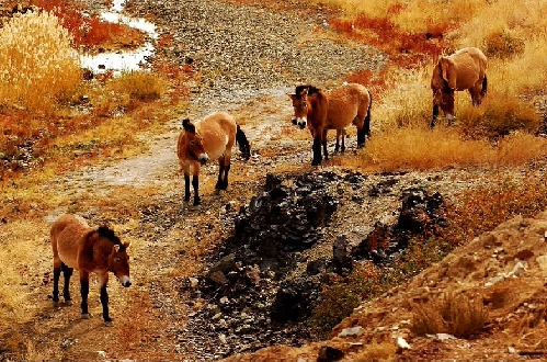 卡拉麦里有蹄类动物自然保护区